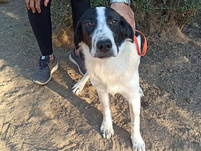 Maak kennis met mooie Nemo