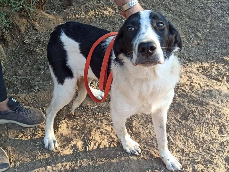 Maak kennis met mooie Nemo