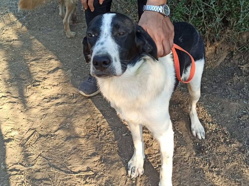 Maak kennis met mooie Nemo