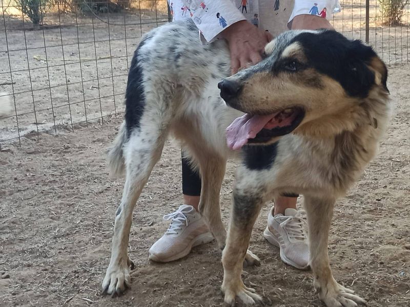 Steven met een groot liefdevol hart 