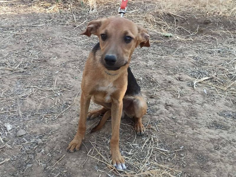 Maak kennis met lieve Charlie 