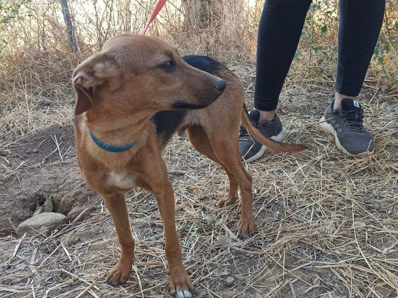 Maak kennis met lieve Charlie 