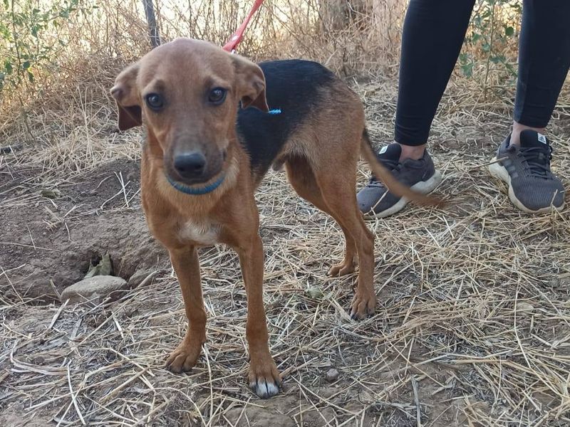 Maak kennis met lieve Charlie 