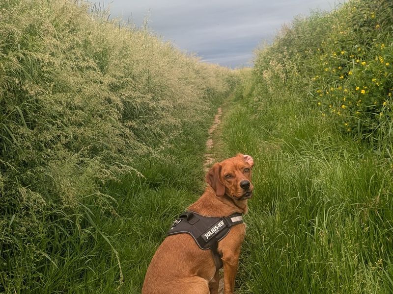 Muffin zoekt een maatje om mee te kwispelen – ben jij zijn nieuwe beste vriend?