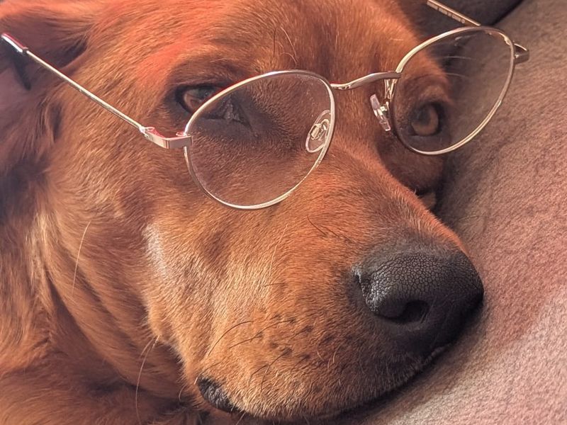 Muffin zoekt een maatje om mee te kwispelen – ben jij zijn nieuwe beste vriend?