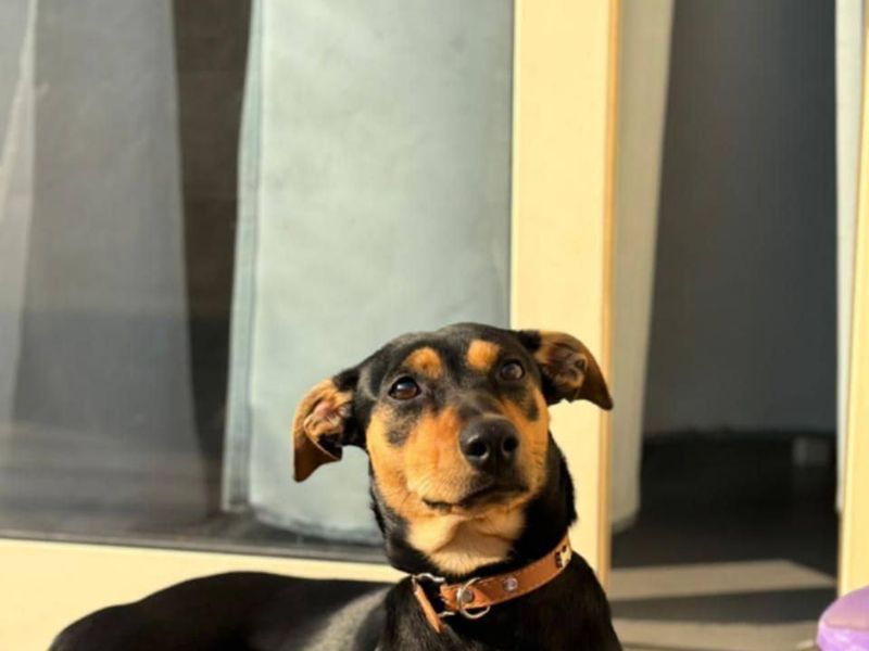 Shelby: groot van formaat, nog groter van hart – deze dame zoekt een troon van liefde!