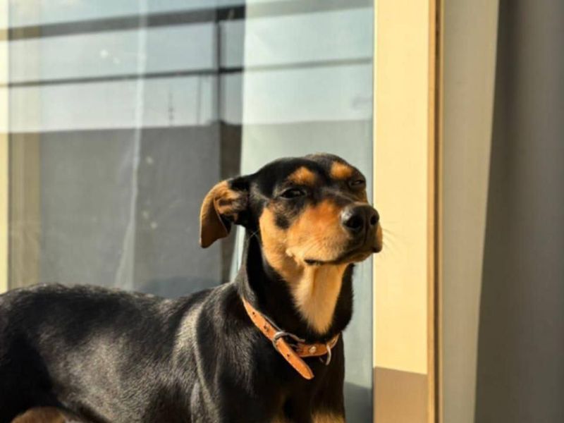 Shelby: groot van formaat, nog groter van hart – deze dame zoekt een troon van liefde!