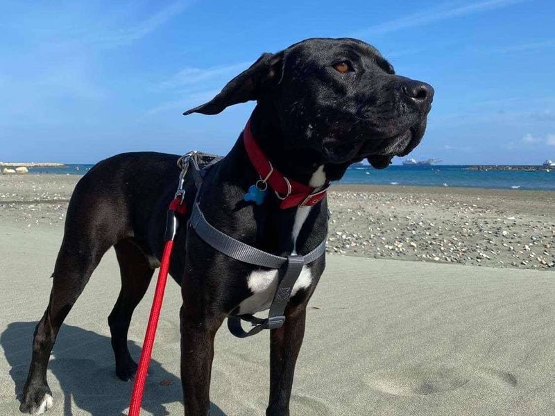 Angel wacht al 8 jaar… wordt jij zijn held? 