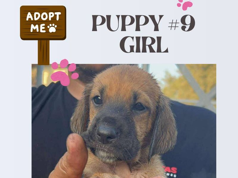 12 kleine wondertjes op zoek naar een warm nest.