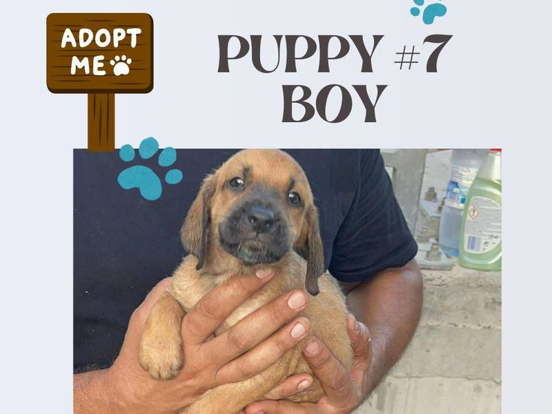 12 kleine wondertjes op zoek naar een warm nest.