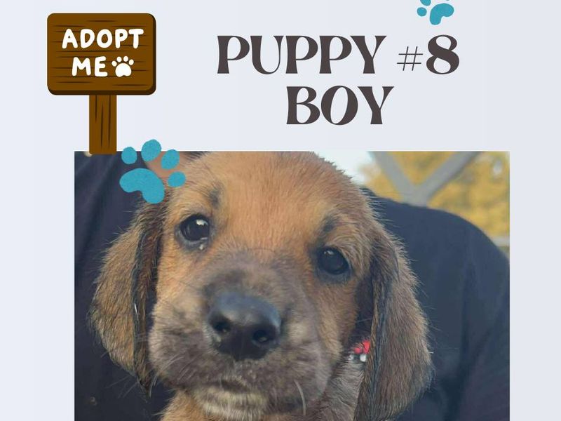 12 kleine wondertjes op zoek naar een warm nest.