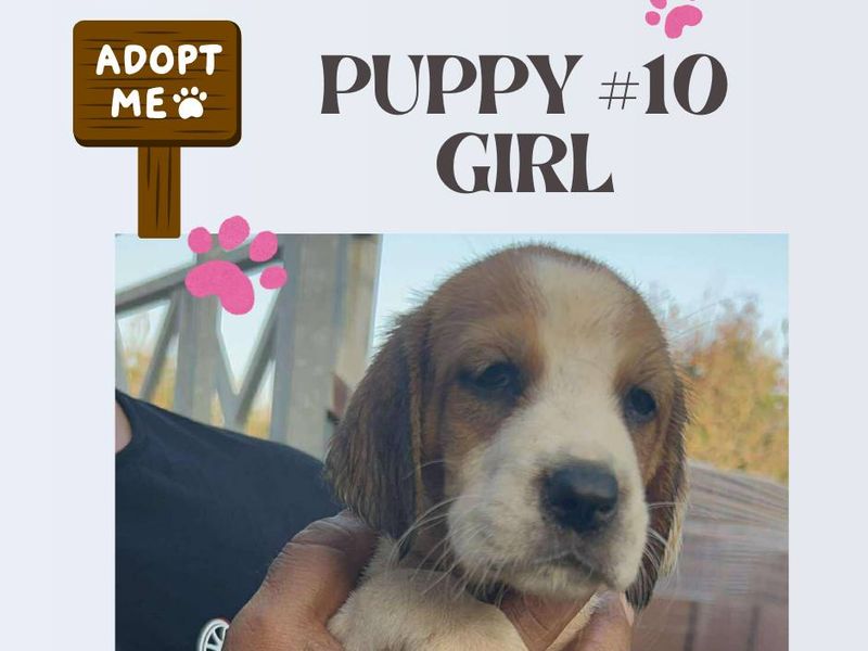 12 kleine wondertjes op zoek naar een warm nest.