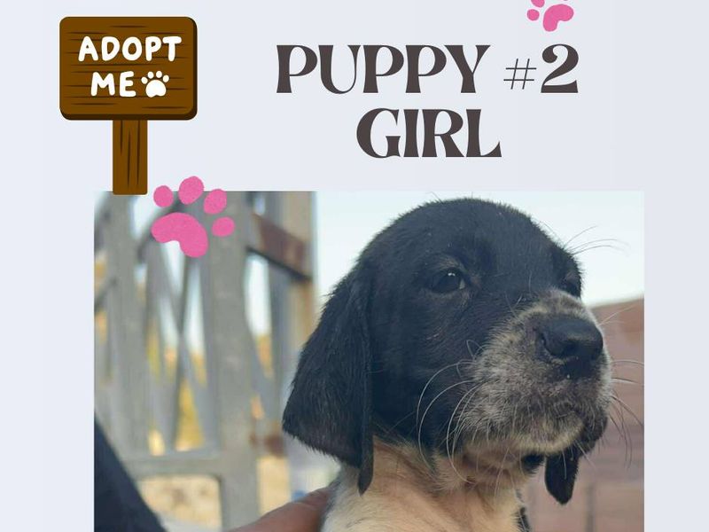 12 kleine wondertjes op zoek naar een warm nest.