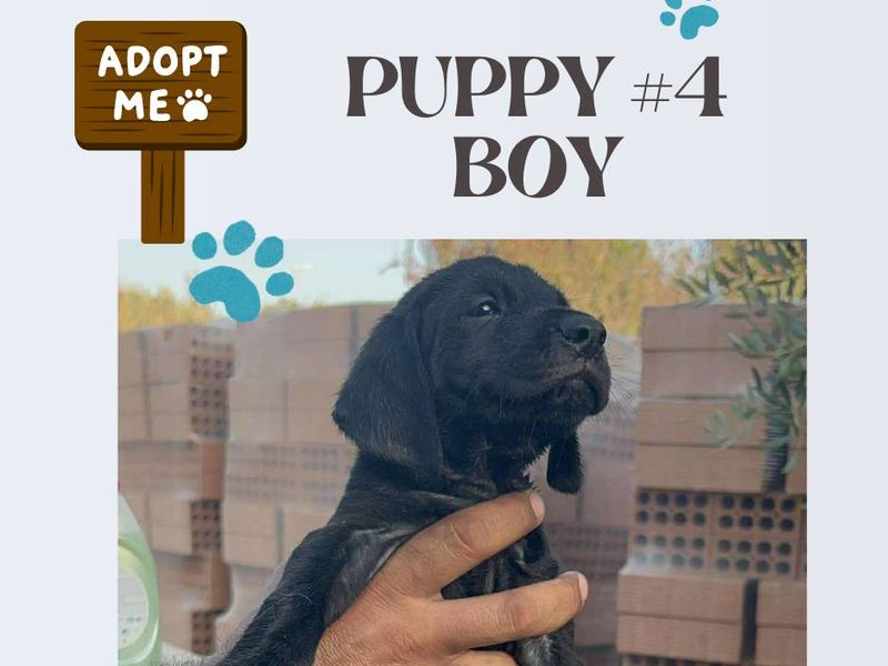 12 kleine wondertjes op zoek naar een warm nest.