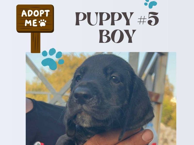 12 kleine wondertjes op zoek naar een warm nest.