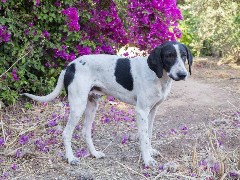 Pico met een goud hartje en heel vrolijk 