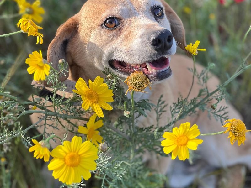 Poirrot een zachte ziel lief mannetje 