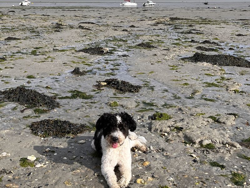 Sammie - lieve, sociale Aussie Doodle 