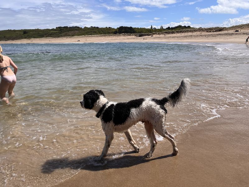 Sammie - lieve, sociale Aussie Doodle 