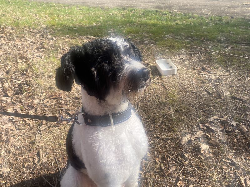 Sammie - lieve, sociale Aussie Doodle 