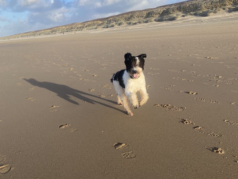 Sammie - lieve, sociale Aussie Doodle 