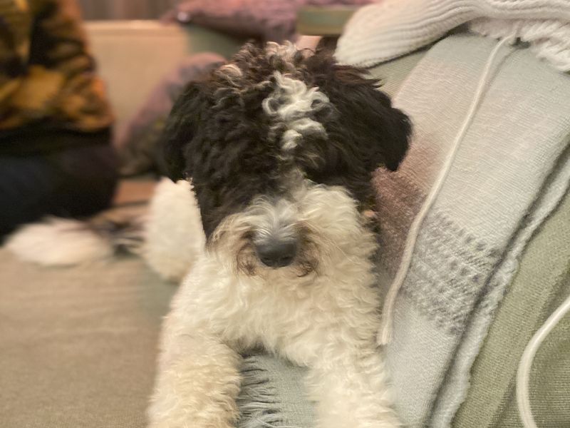 Sammie - lieve, sociale Aussie Doodle 
