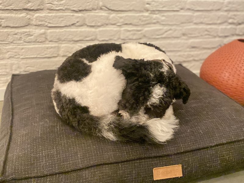 Sammie - lieve, sociale Aussie Doodle 