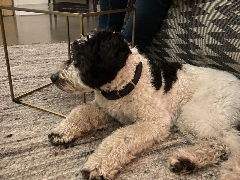 Sammie - lieve, sociale Aussie Doodle 