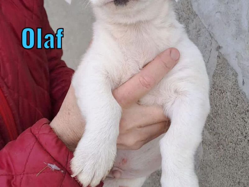 Olaf (OA)